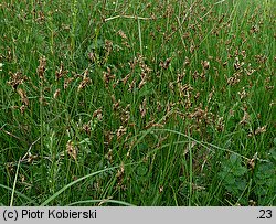 Carex praecox (turzyca wczesna)