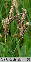 Carex praecox (turzyca wczesna)