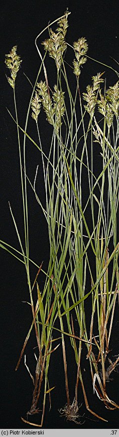 Carex pseudobrizoides (turzyca Reichenbacha)