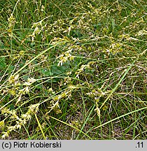 Carex pseudobrizoides (turzyca Reichenbacha)