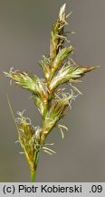 Carex pseudobrizoides (turzyca Reichenbacha)