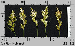 Carex pseudobrizoides (turzyca Reichenbacha)