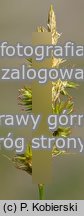 Carex pseudobrizoides (turzyca Reichenbacha)