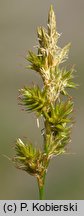 Carex pseudobrizoides (turzyca Reichenbacha)