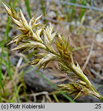 Carex pseudobrizoides (turzyca Reichenbacha)