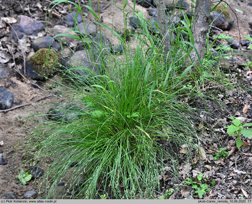 Carex remota (turzyca rzadkokłosa)