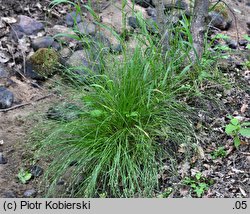 Carex remota (turzyca rzadkokłosa)