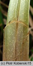 Carex riparia (turzyca brzegowa)