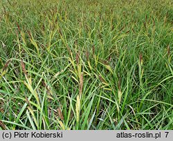 Carex riparia (turzyca brzegowa)