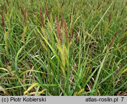 Carex riparia (turzyca brzegowa)