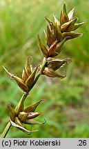 Carex spicata (turzyca ściśniona)