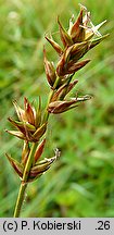 Carex spicata (turzyca ściśniona)