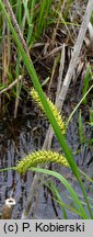 Carex vesicaria (turzyca pęcherzykowata)