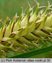 Carex vesicaria (turzyca pęcherzykowata)