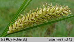 Carex vesicaria (turzyca pęcherzykowata)