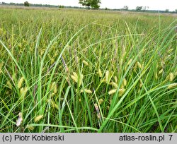 Carex vesicaria (turzyca pęcherzykowata)