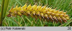 Carex vesicaria (turzyca pęcherzykowata)