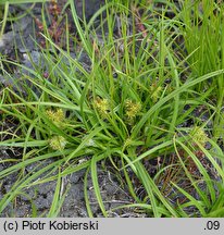 Carex viridula (turzyca Oedera)