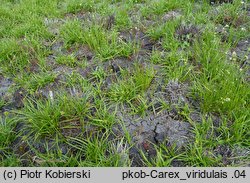 Carex viridula (turzyca Oedera)