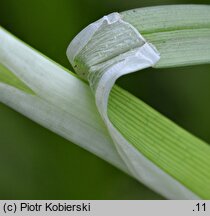 Carex vulpina (turzyca lisia)