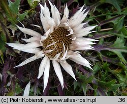 Carlina acaulis ssp. acaulis (dziewięćsił bezłodygowy typowy)