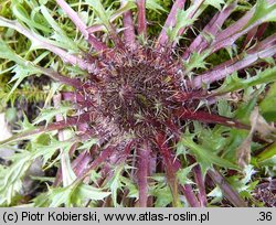 Carlina acaulis (dziewięćsił bezłodygowy)