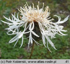 Centaurea scabiosa (chaber driakiewnik)