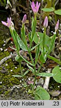 Centaurium pulchellum (centuria nadobna)