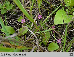 Centaurium pulchellum (centuria nadobna)