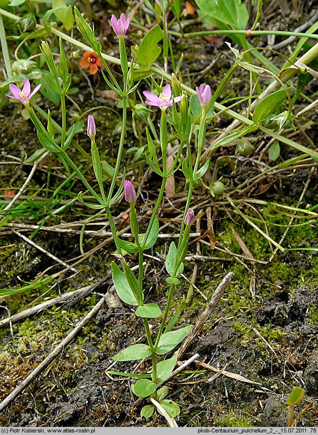 Centaurium pulchellum (centuria nadobna)