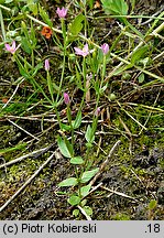 Centaurium pulchellum (centuria nadobna)