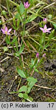 Centaurium pulchellum (centuria nadobna)