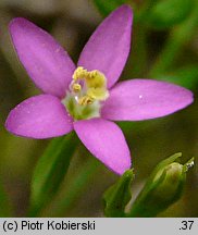 Centaurium pulchellum (centuria nadobna)