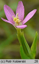 Centaurium pulchellum (centuria nadobna)