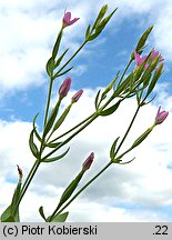 Centaurium pulchellum (centuria nadobna)