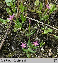 Centaurium pulchellum (centuria nadobna)