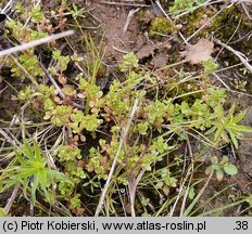 Centunculus minimus (niedośpiałek maleńki)