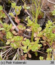 Centunculus minimus (niedośpiałek maleńki)