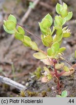 Centunculus minimus (niedośpiałek maleńki)