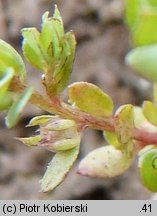 Centunculus minimus (niedośpiałek maleńki)