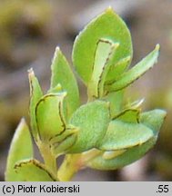 Centunculus minimus (niedośpiałek maleńki)