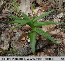 Cephalanthera longifolia (buławnik mieczolistny)