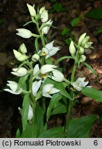 Cephalanthera damasonium (buławnik wielkokwiatowy)