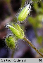 Cerastium brachypetalum (rogownica drobnokwiatowa)