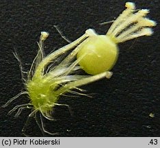 Cerastium brachypetalum (rogownica drobnokwiatowa)