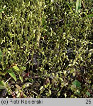 Cerastium brachypetalum (rogownica drobnokwiatowa)