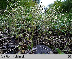 Cerastium brachypetalum (rogownica drobnokwiatowa)