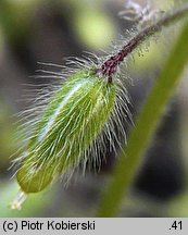 Cerastium brachypetalum (rogownica drobnokwiatowa)