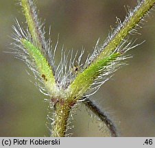 Cerastium brachypetalum (rogownica drobnokwiatowa)