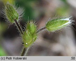 Cerastium brachypetalum (rogownica drobnokwiatowa)